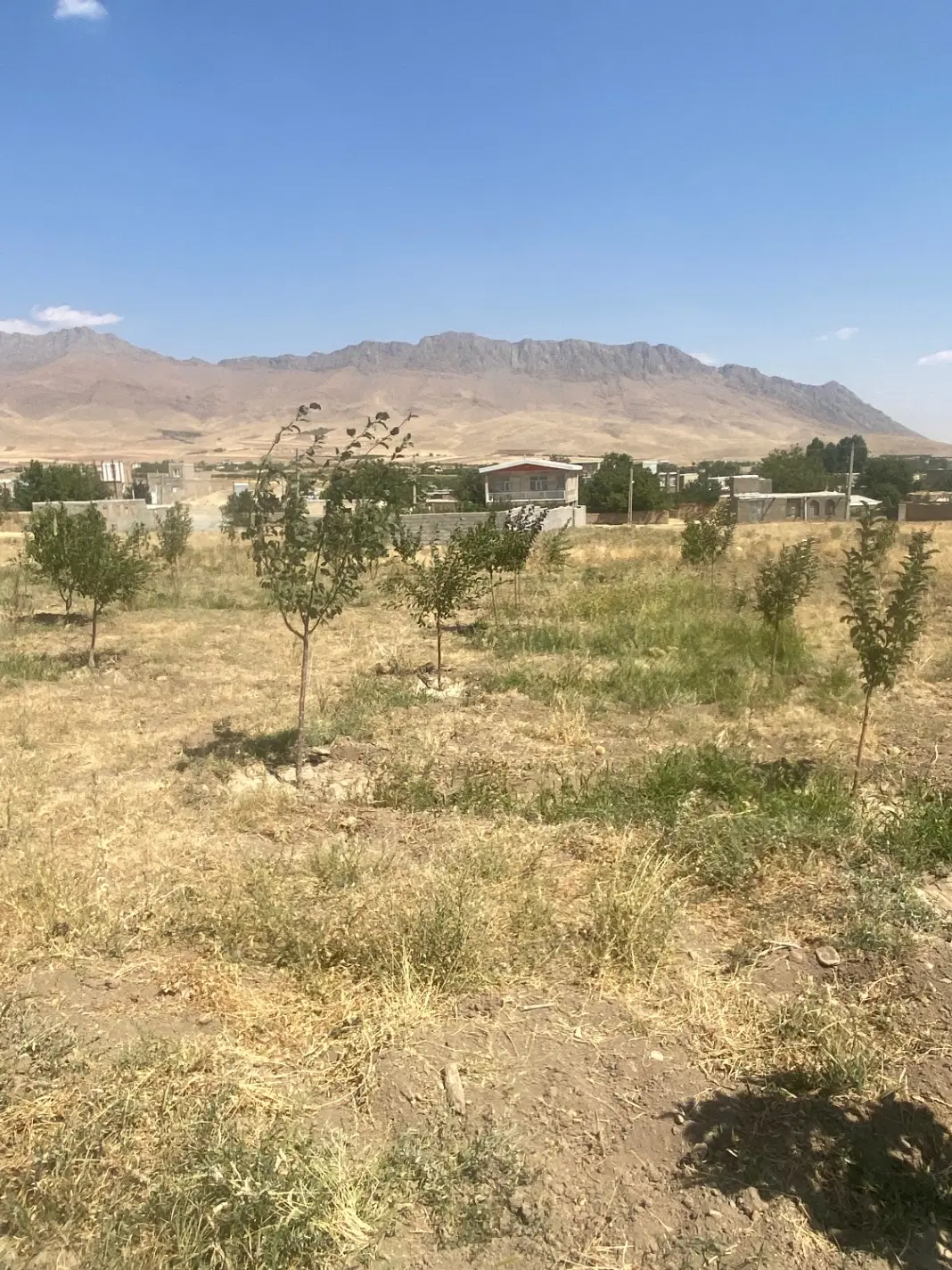 باغ آماده چسب مسکونی