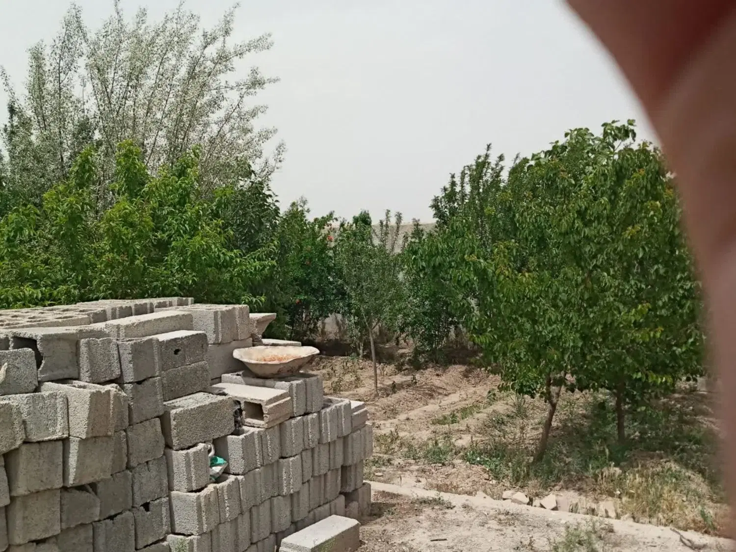 باغچه چهاردیواری