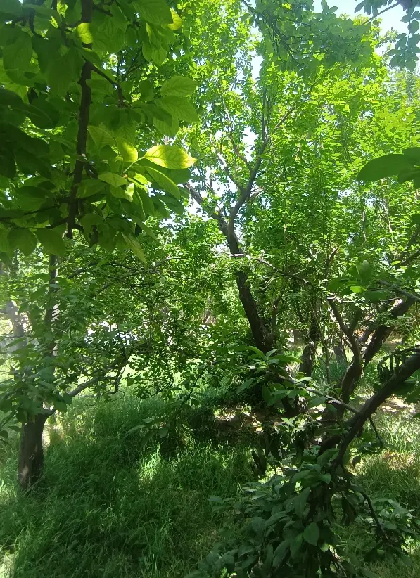 ۱۰۰۰متر باغ سند تک برگ بکه شهریار