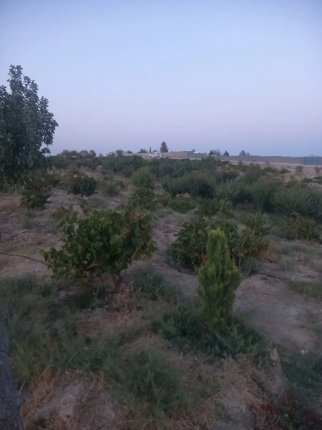 باغچه ۱۰۰۰ متری