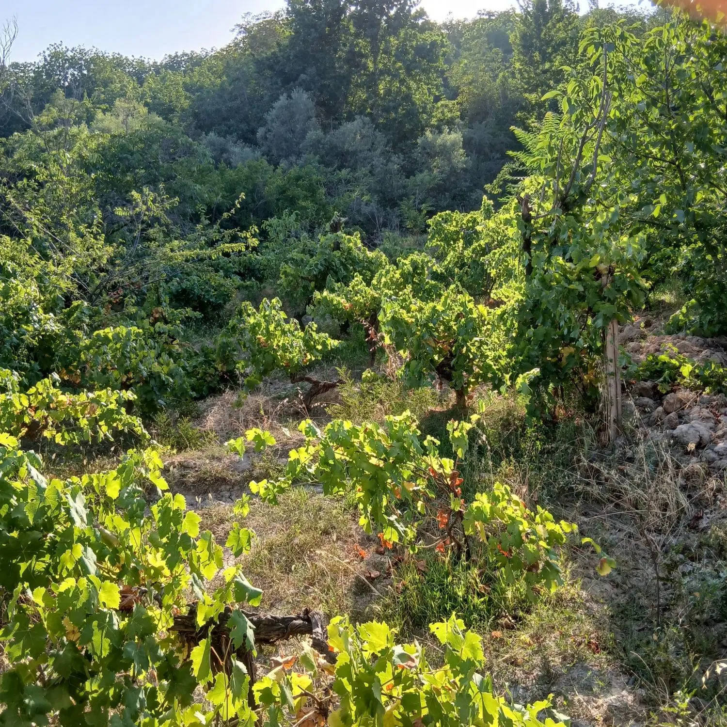 ویلا و باغ آبی در روستای تاتار