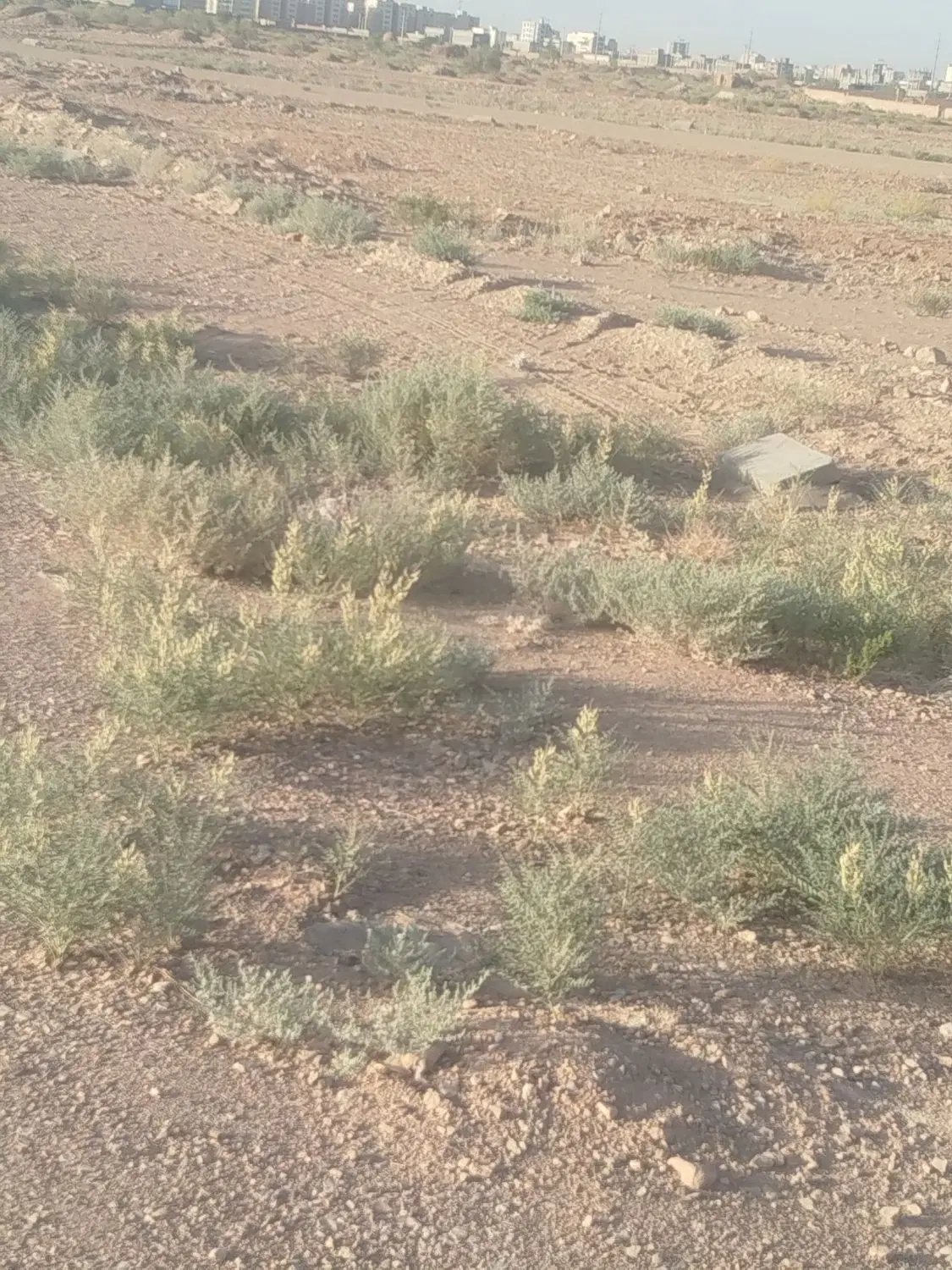 فروش زمین گور چو در ۳۰ کیلومتری کرمان