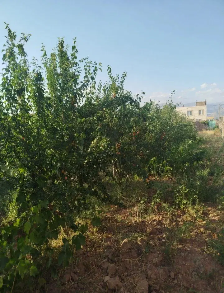 باغ حسین آباد ناظر