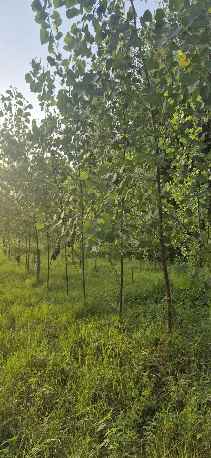 زمین باغی در رودبنه