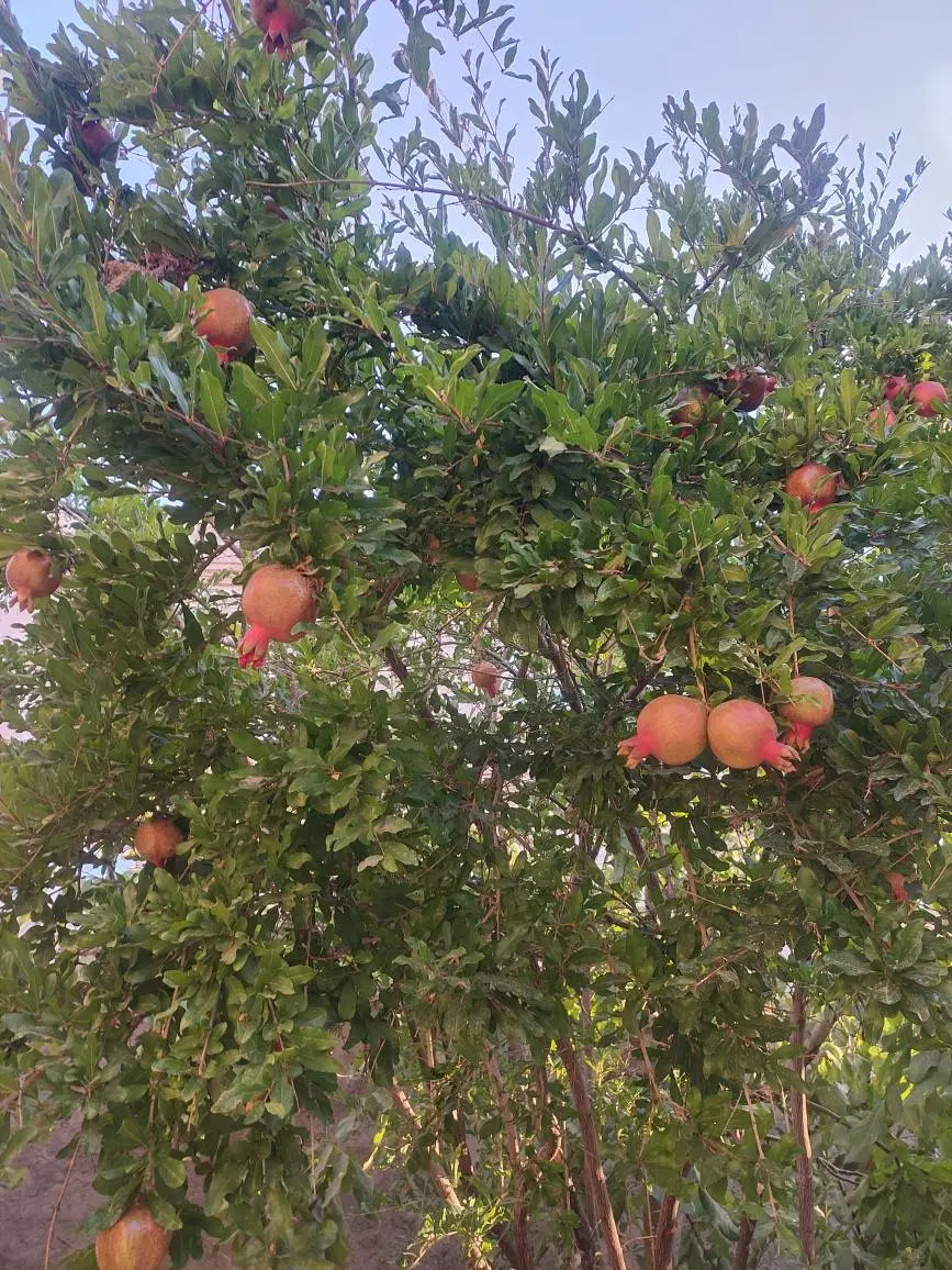 باغ چهاردیواری قابلیت ساخت ویلا بکه شهریار