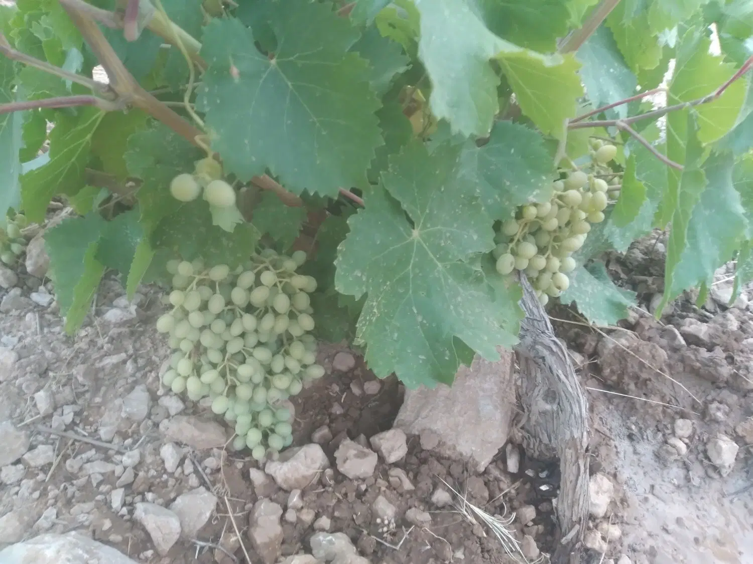 فروش باغچه زرقان تنگ چشمه