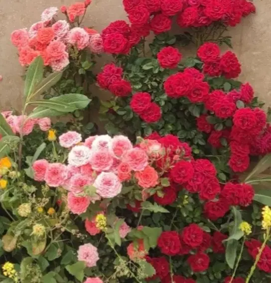 خونه باغ شیک نقلی ۴۰۰متری ملکی