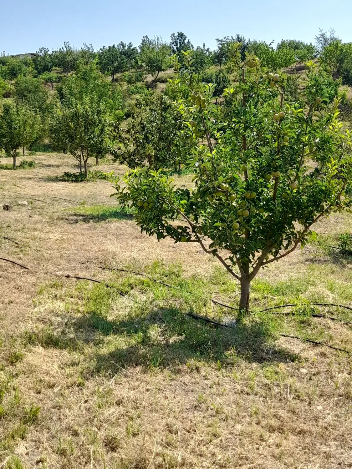 باغ ۵۰۳۰ متری در پسته بیگ