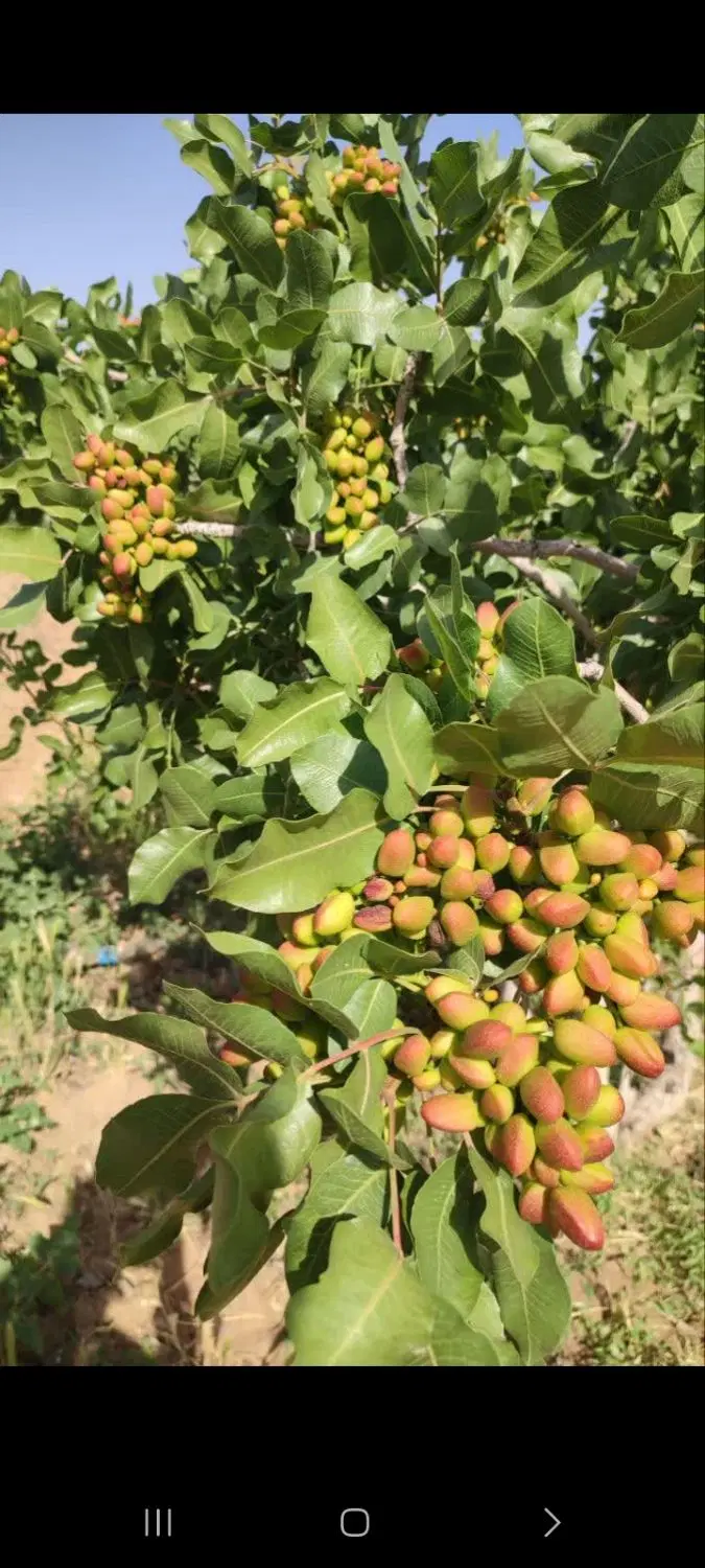 باغ پسته