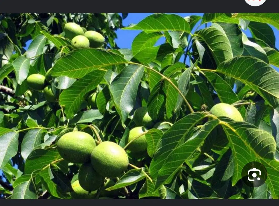 باغ گردو