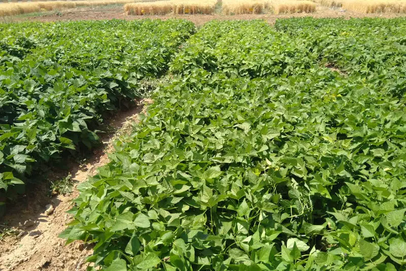 زمین کشاورزی