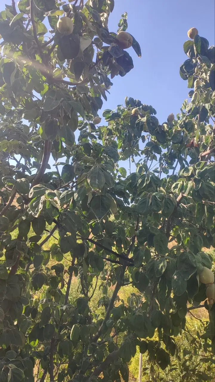 خانه باغ در آرمرده