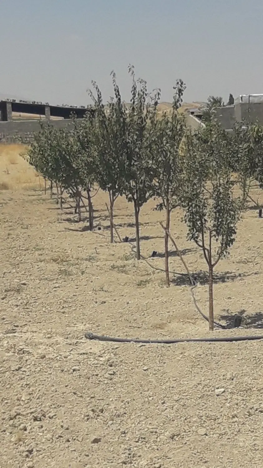 باغچه