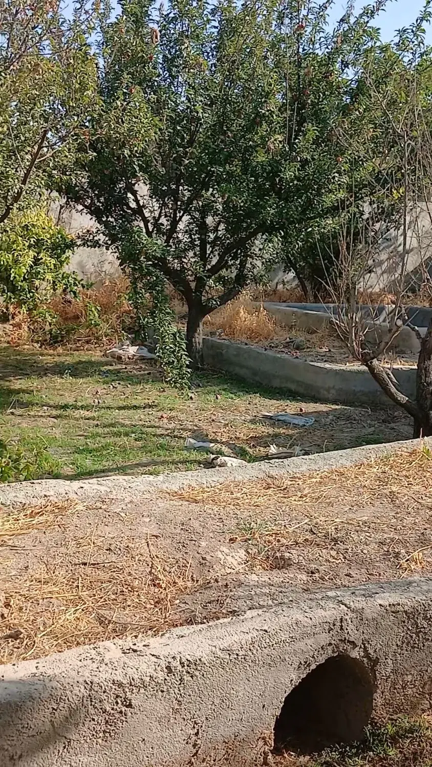 باچه ۵۰۰ متری