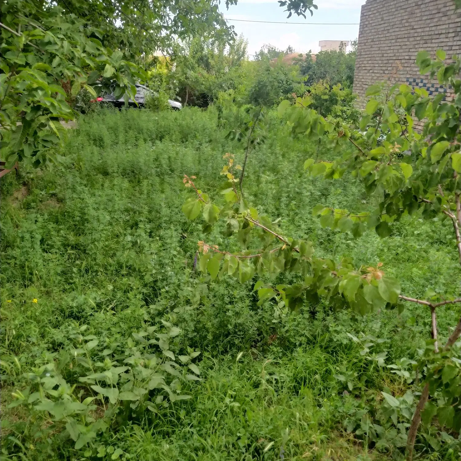 زمین مسکونی در روستای کولق