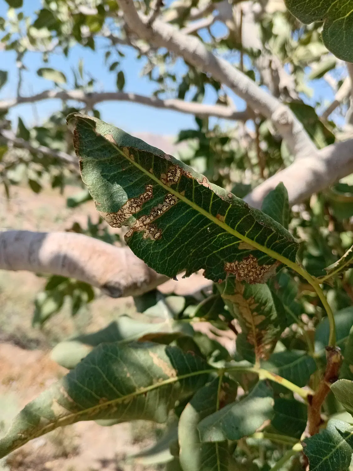 باغ  پسته نیمه مشجر  ویک حبه آب