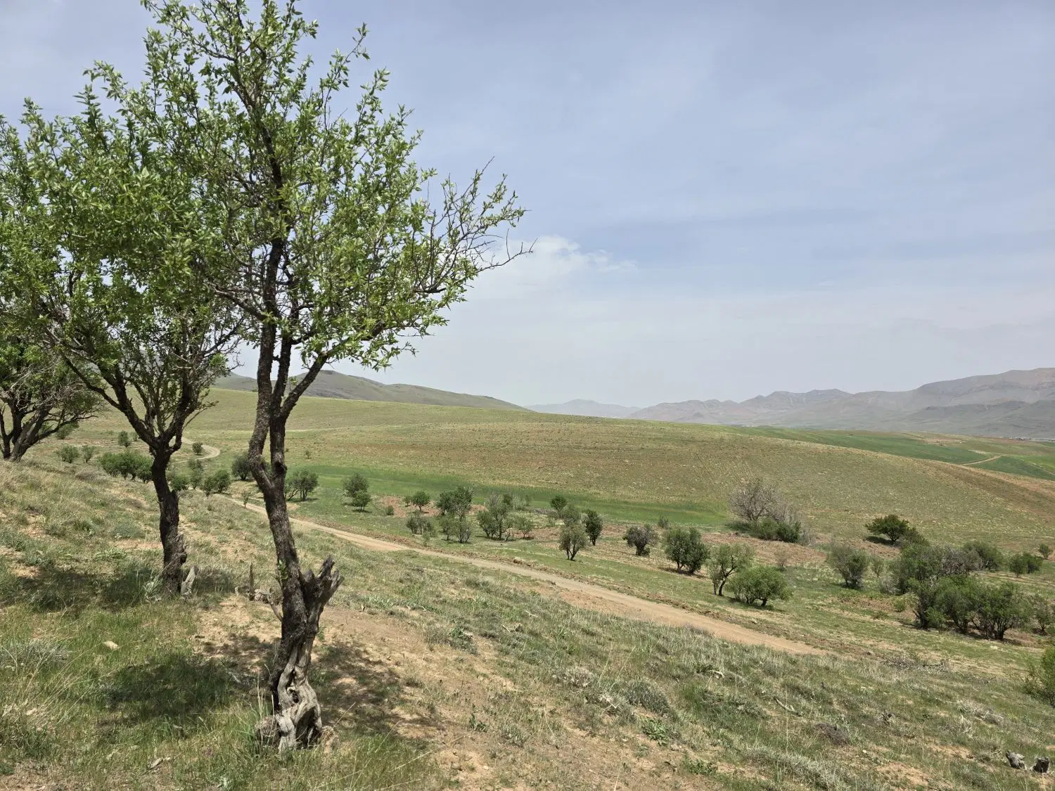 زمین ۷۵۰ متر ویوی ابدی