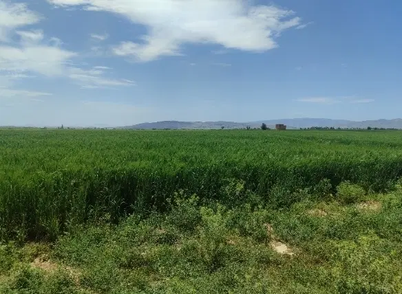 فروش. باغ . زمین