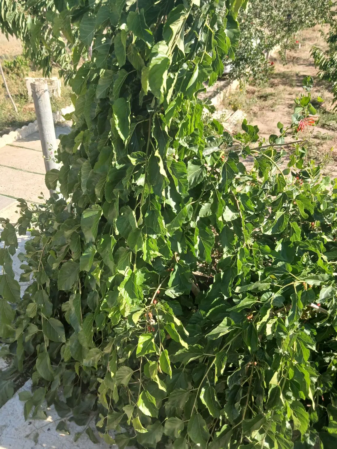 باغ