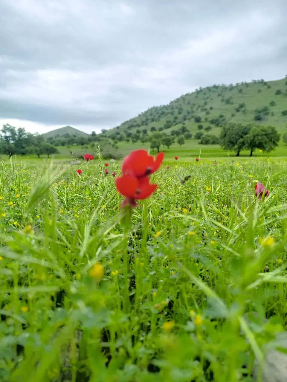 زمین ۵۰۰ متری نرگاه