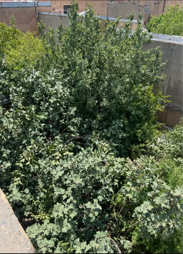 ۵۱۰ متر ویلایی شریعتی کوچه ثبت