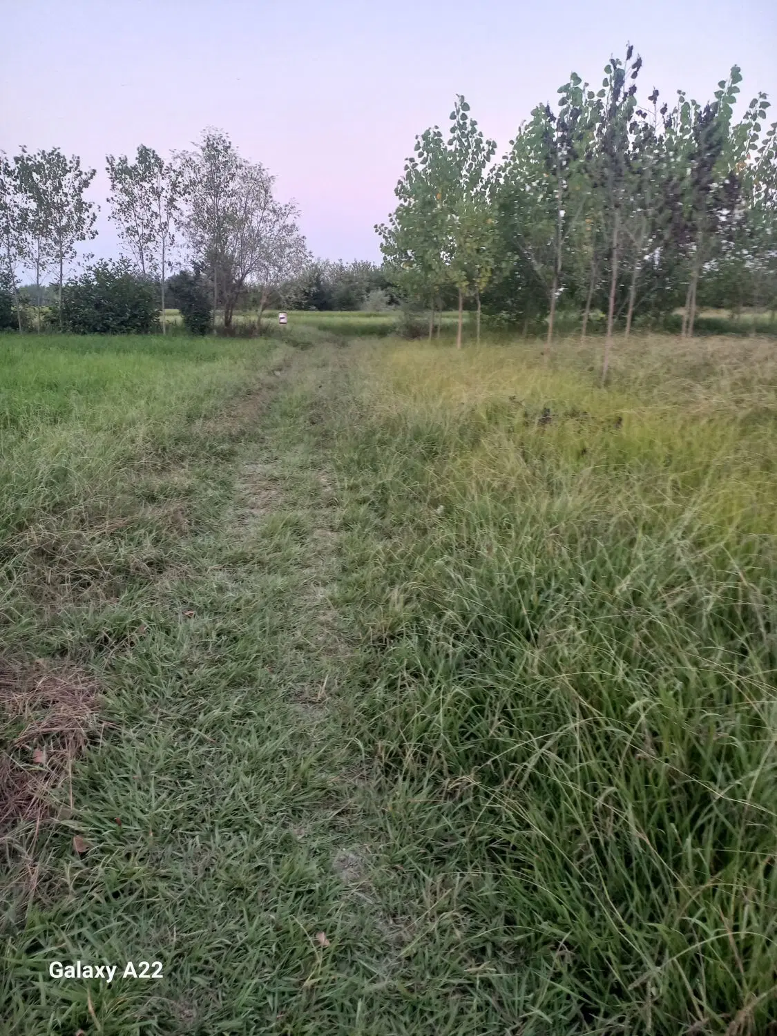 زمین باغی ۷۹۰ متر