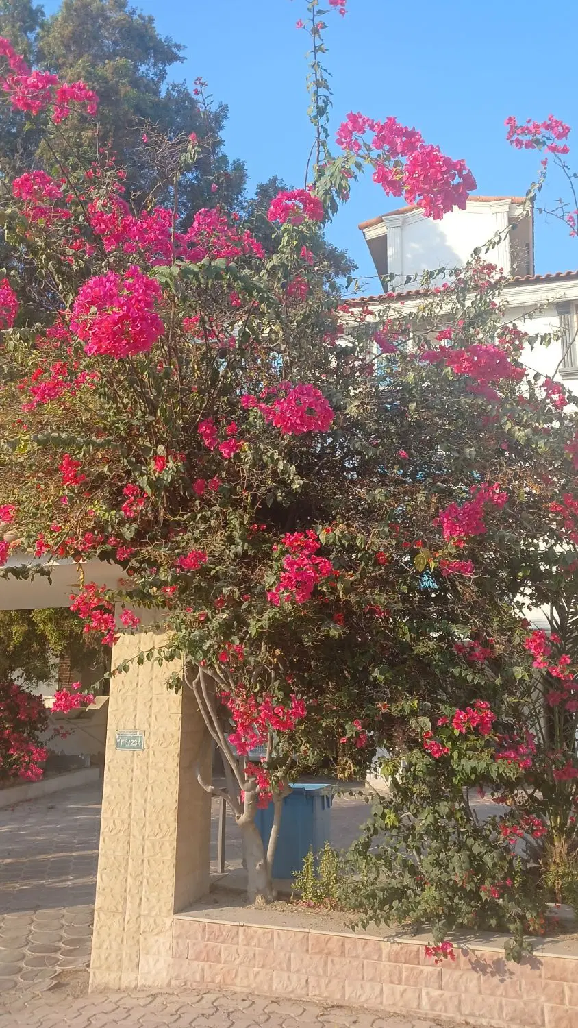 آپارتمان دوخوابه_صدف فاز چهار_قابل تبدیل