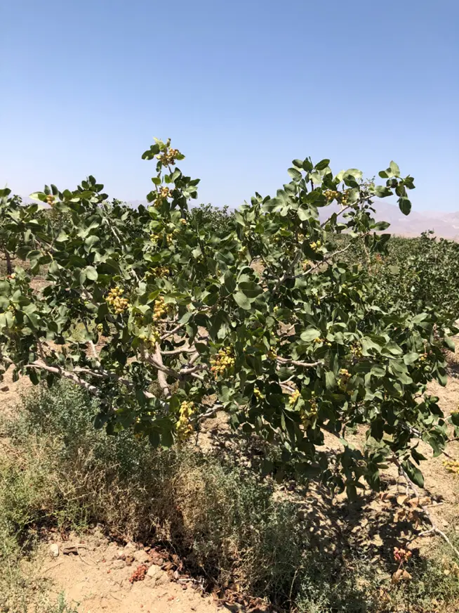 باغ پسته