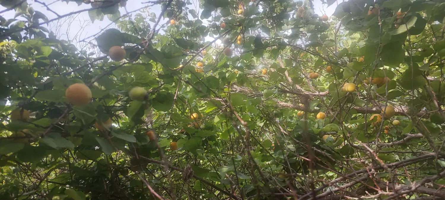 باغچه ۶۶۰متری جاده ی بنجعفر