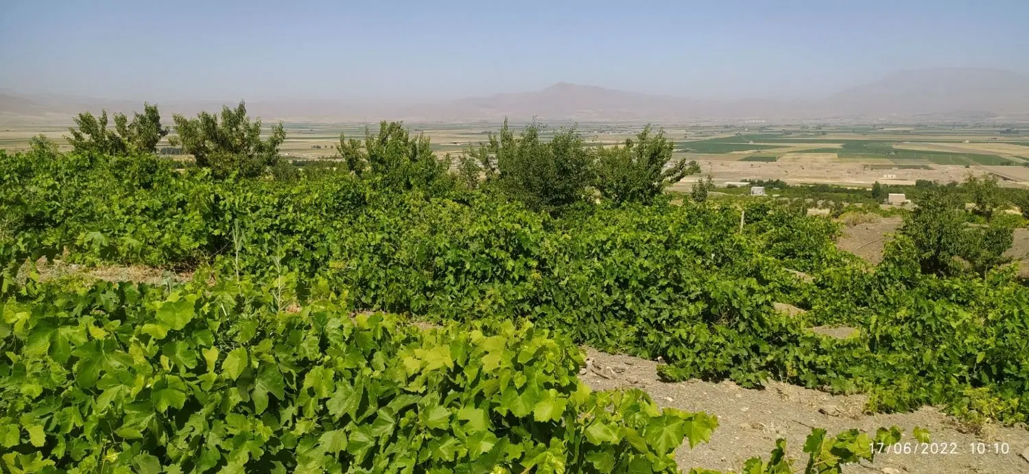 باغ انگور در شورچه1700متر