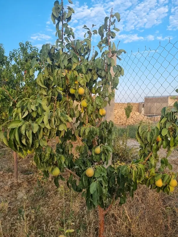 باغ فروشی روستای محمدیه