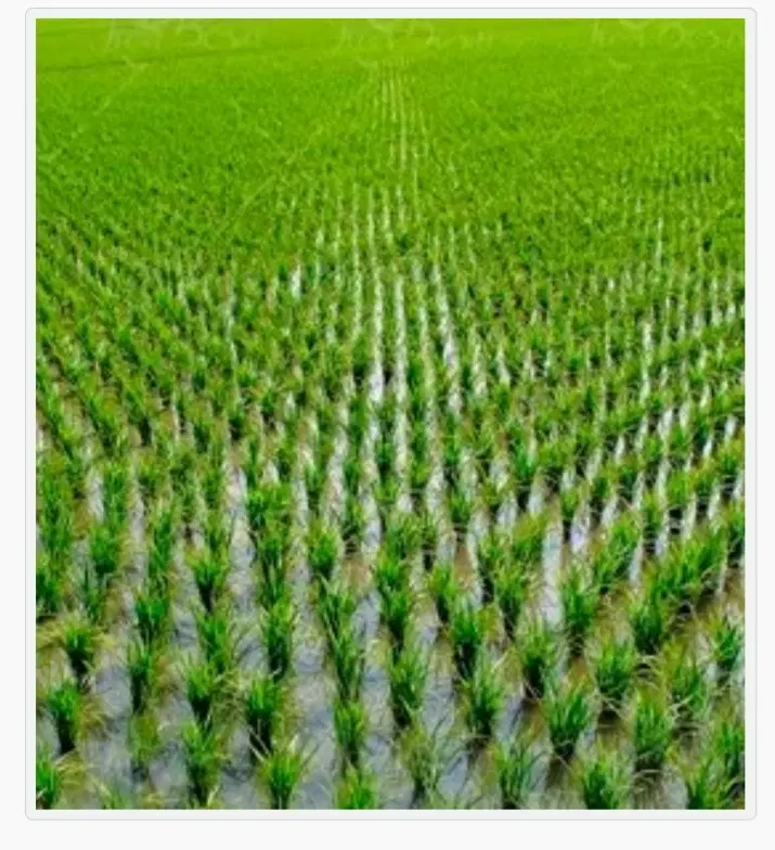 اجاره زمین کشاورزی