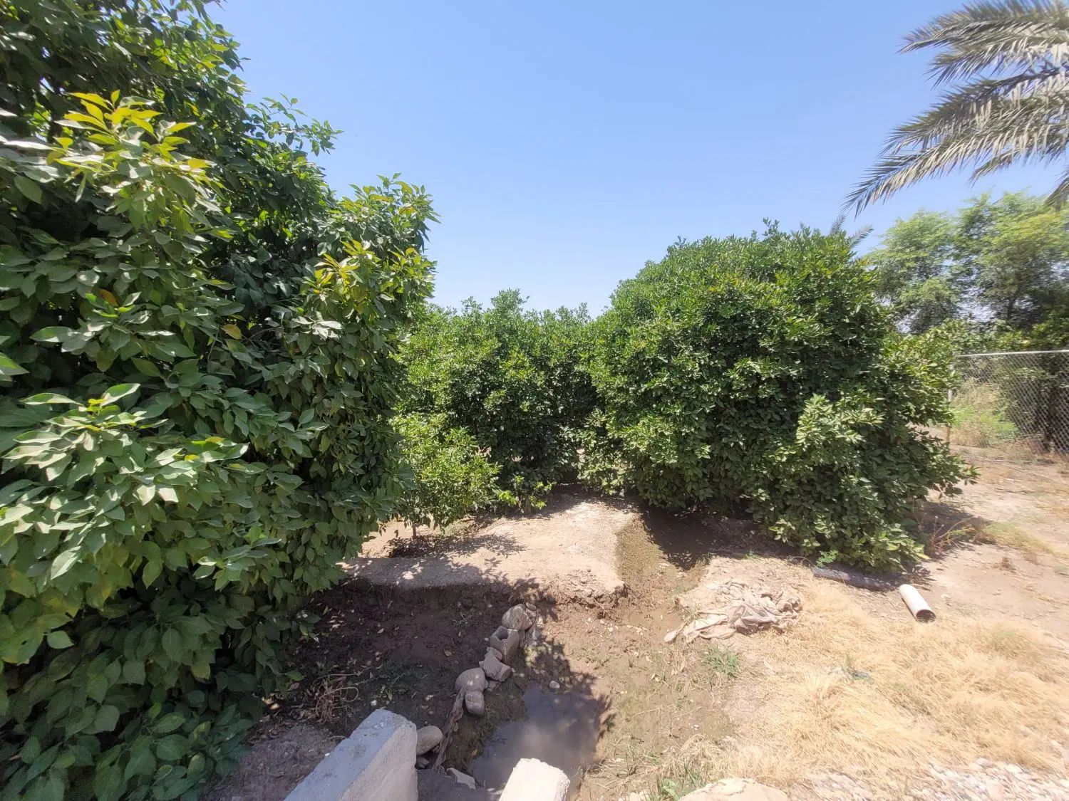 باغچه