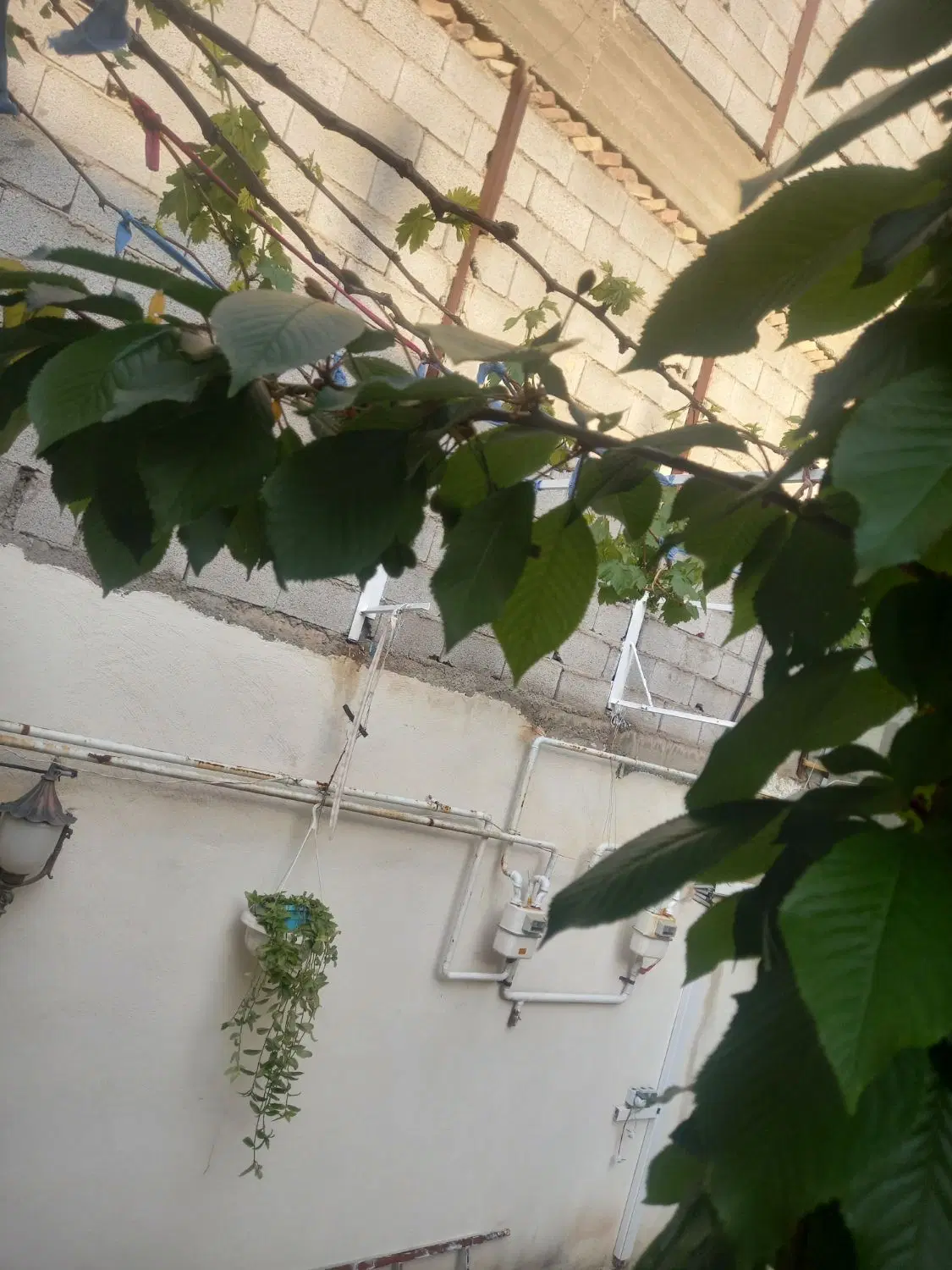 رهن و اجاره واحد ۹۵متری کوچه باغ