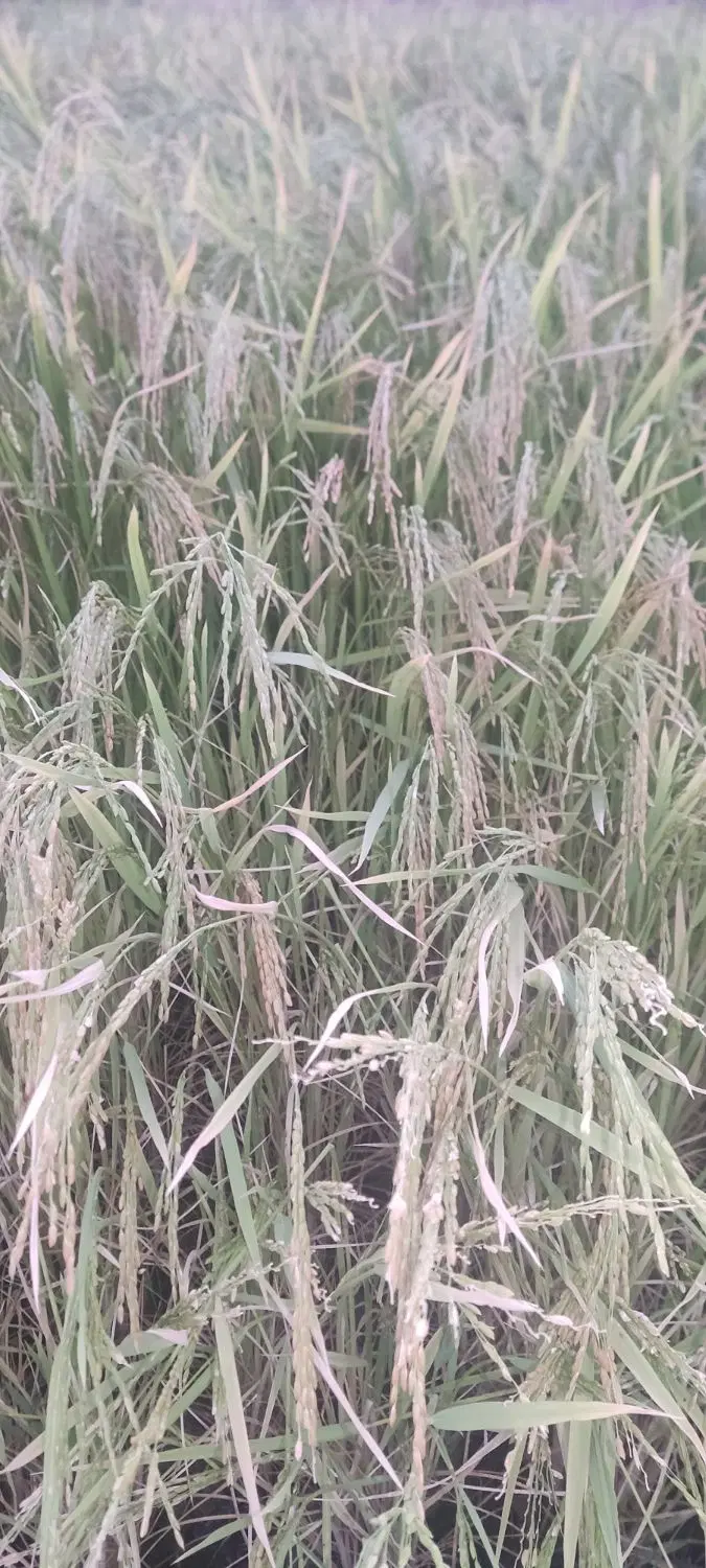 180زمین داخل طرح جدول غوره مختار