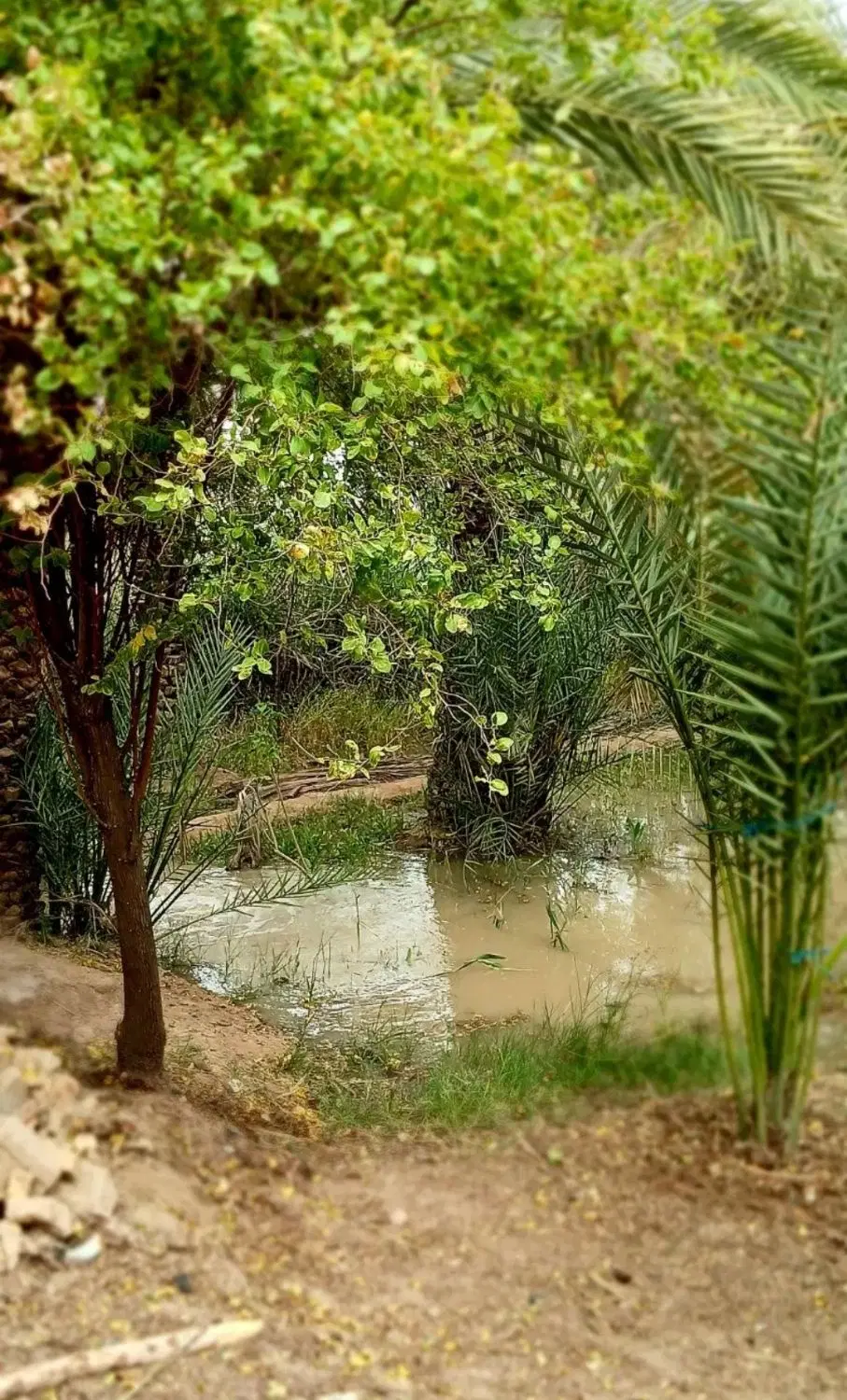 خانه ویلایی و باغ