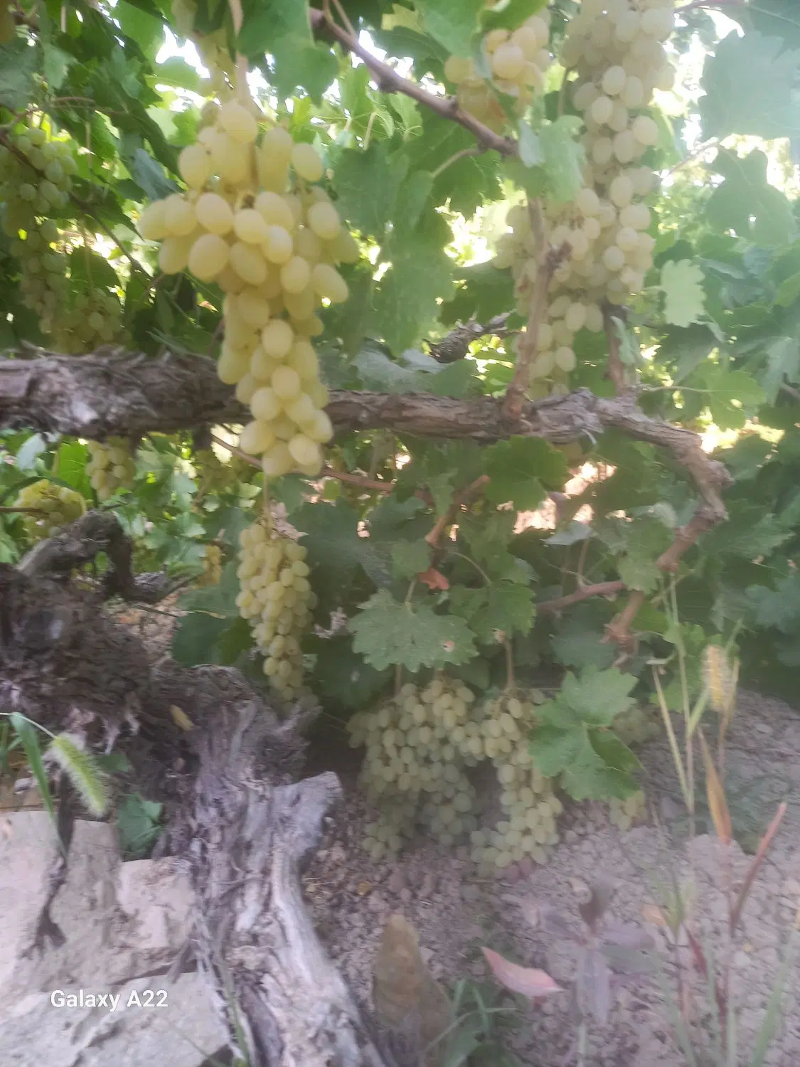 باغ انگوری اجاره ای