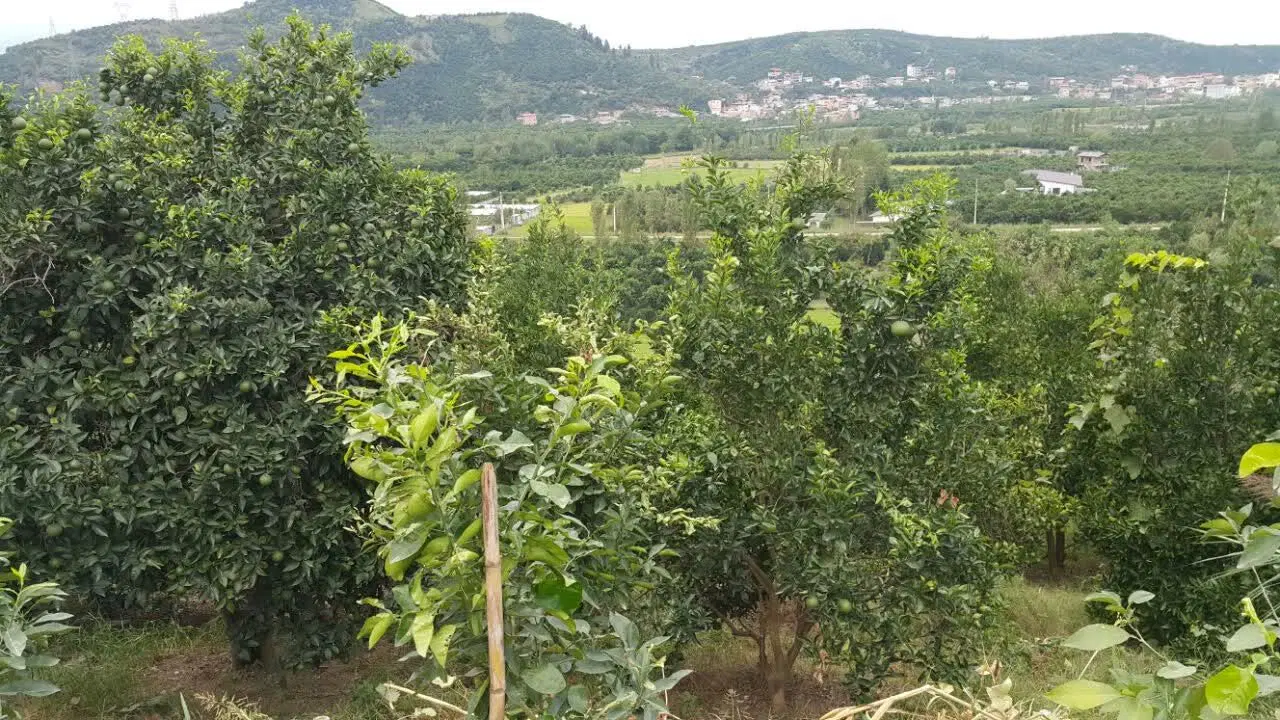 زمین با چشم انداز عالی مناسب برای ساخت خانه باغ