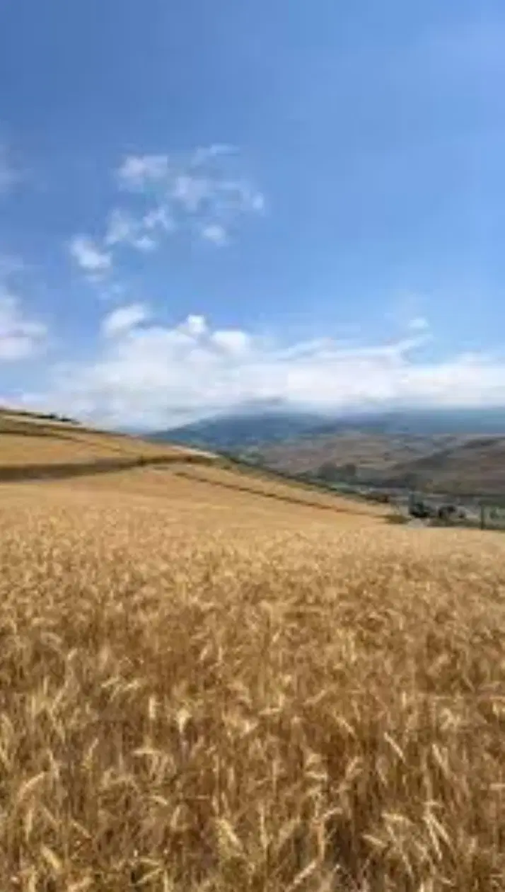 زمین باغی کشاورزی خانه میران اراک روبه پیشرفت