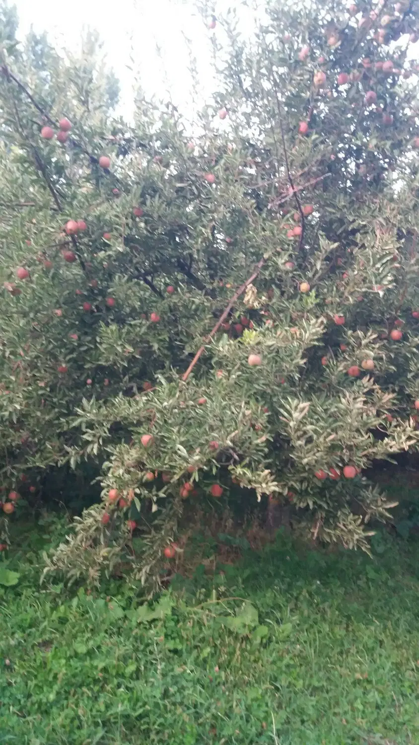 باغ سیب اجاره