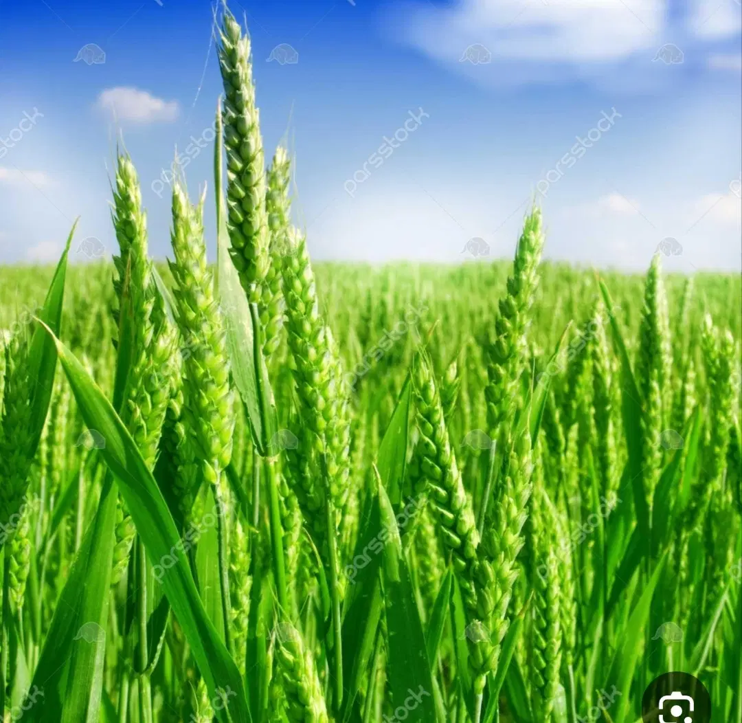 زمین کشاورزی