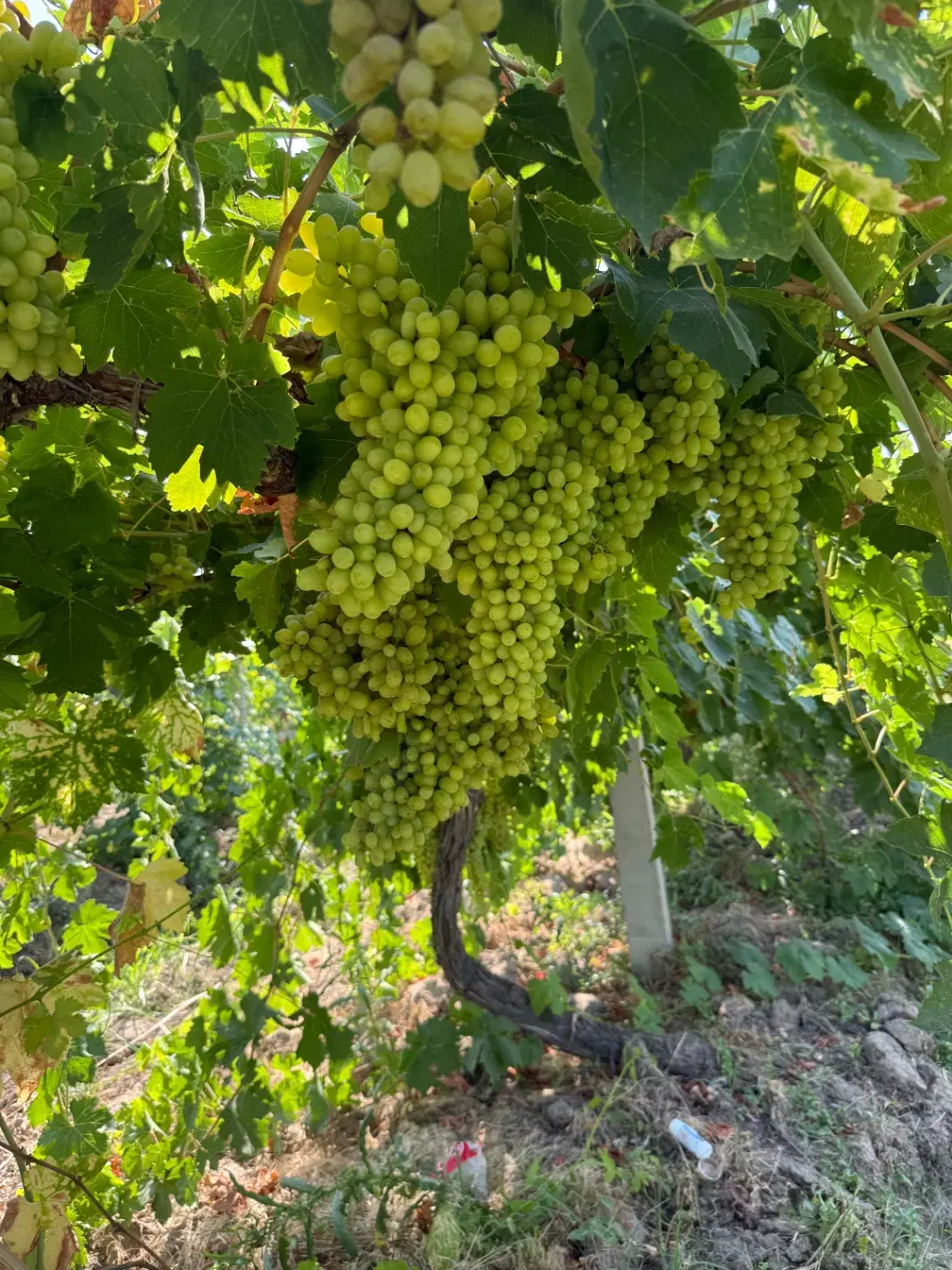 اجاره باغ انگور