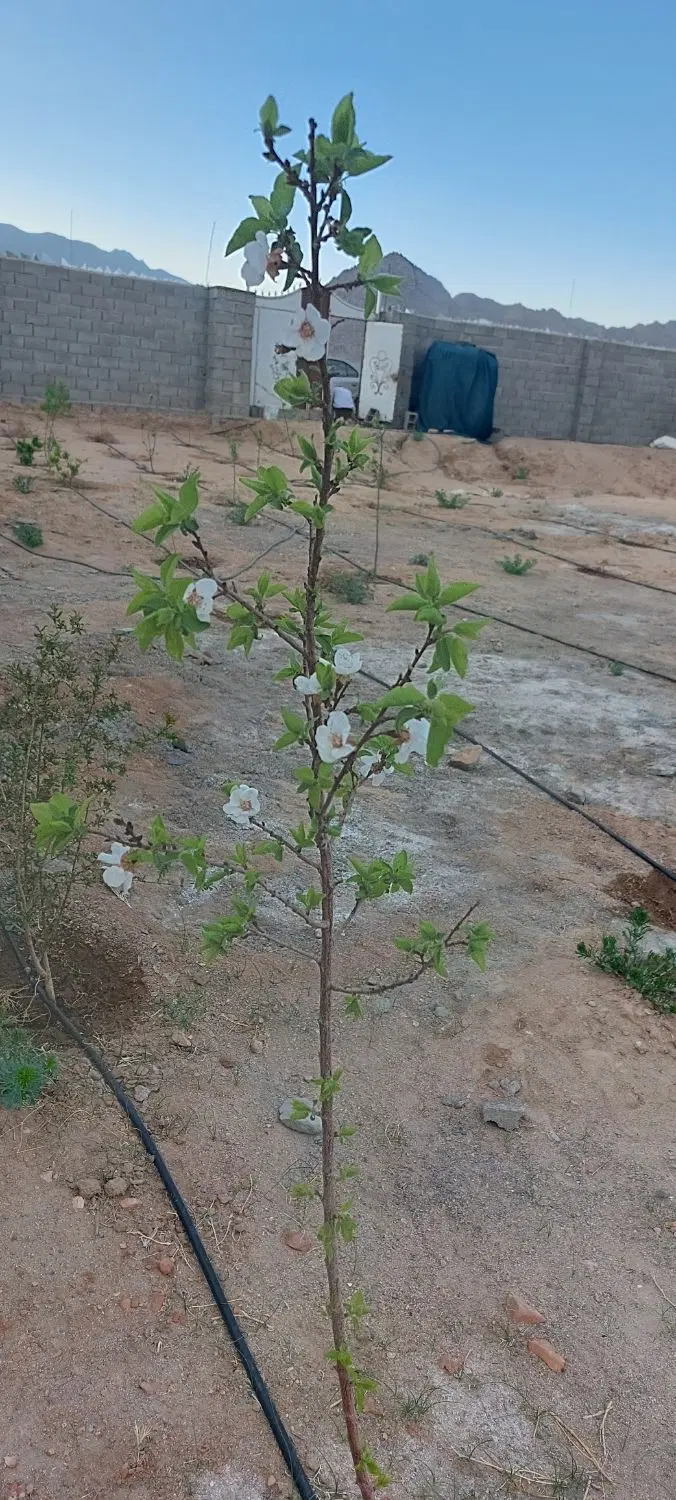 زمین تجاری مسکونی سیادک