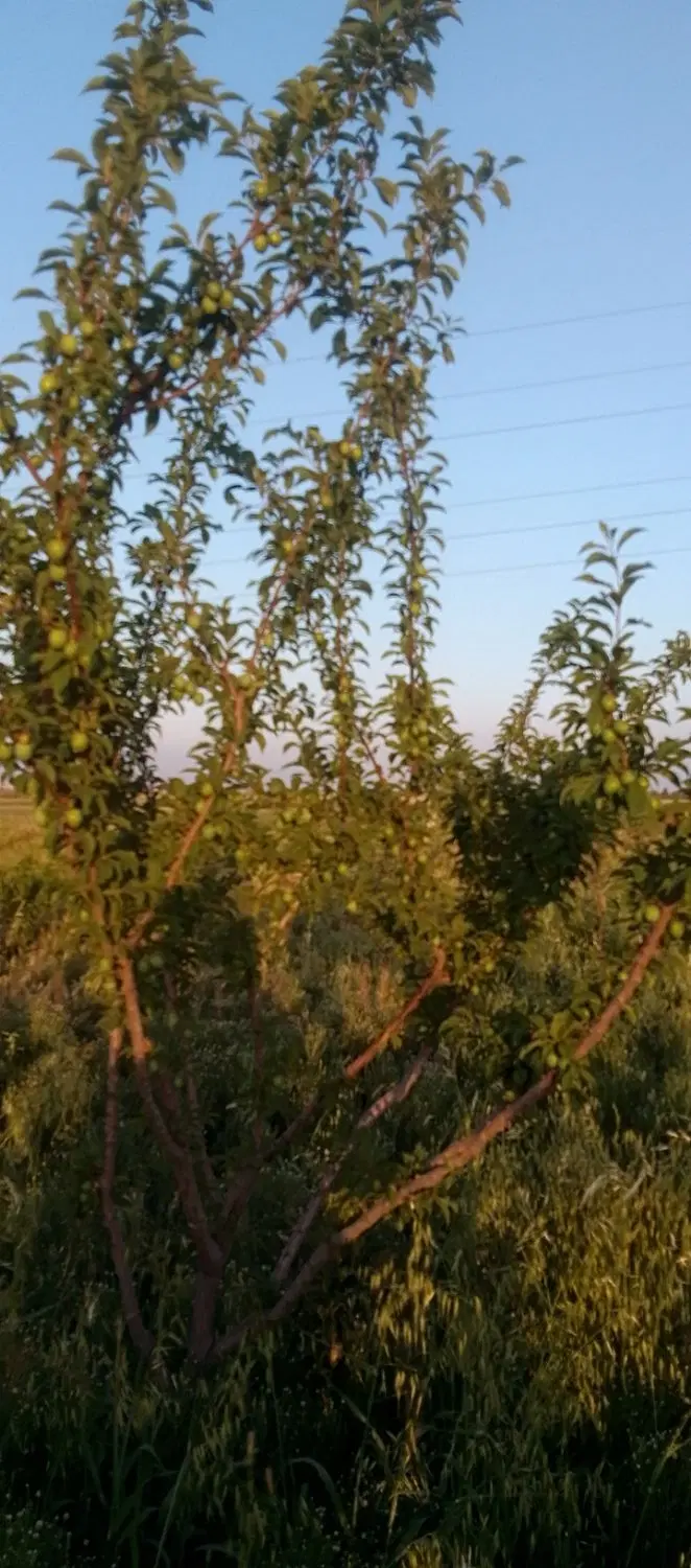 زمین ملکی و زعفران داخل زمین است