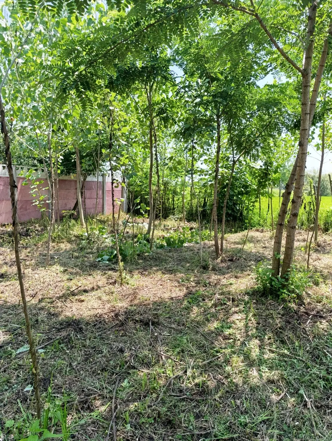 زمین ۱۰۰۰ متری مسکونی