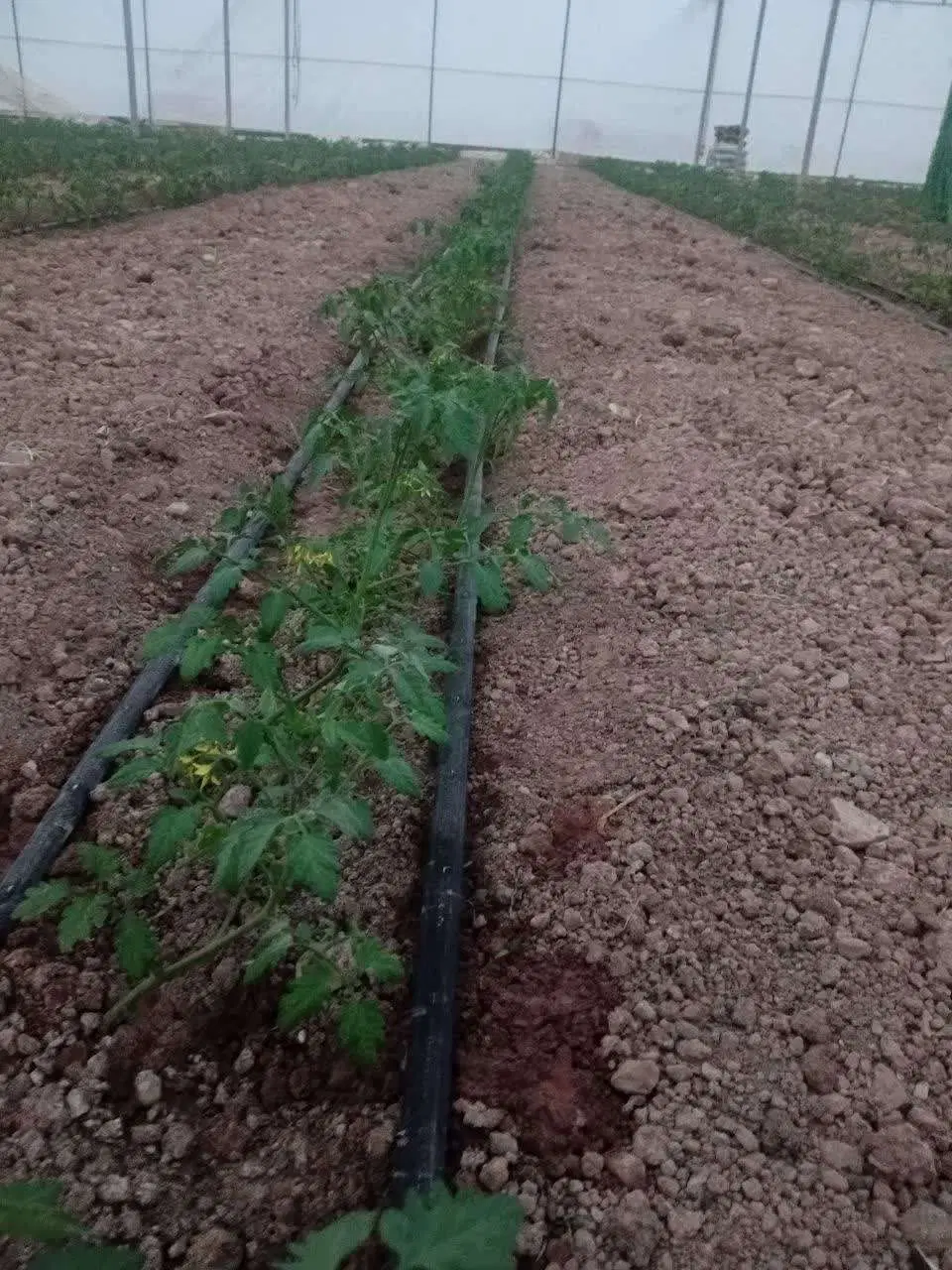 گلخانه