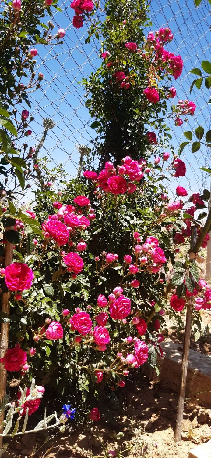 زمین باغی