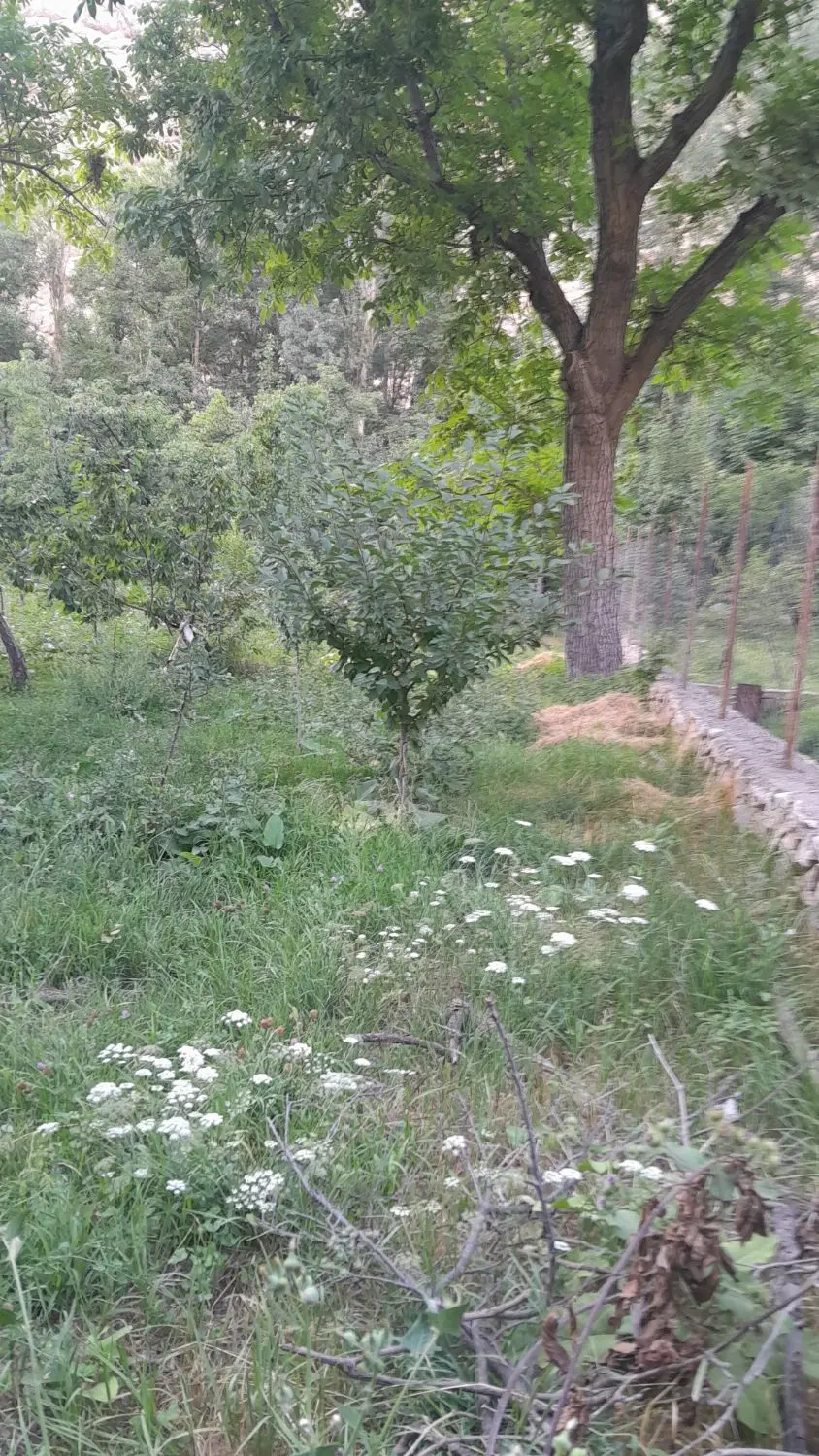 زمین باغی