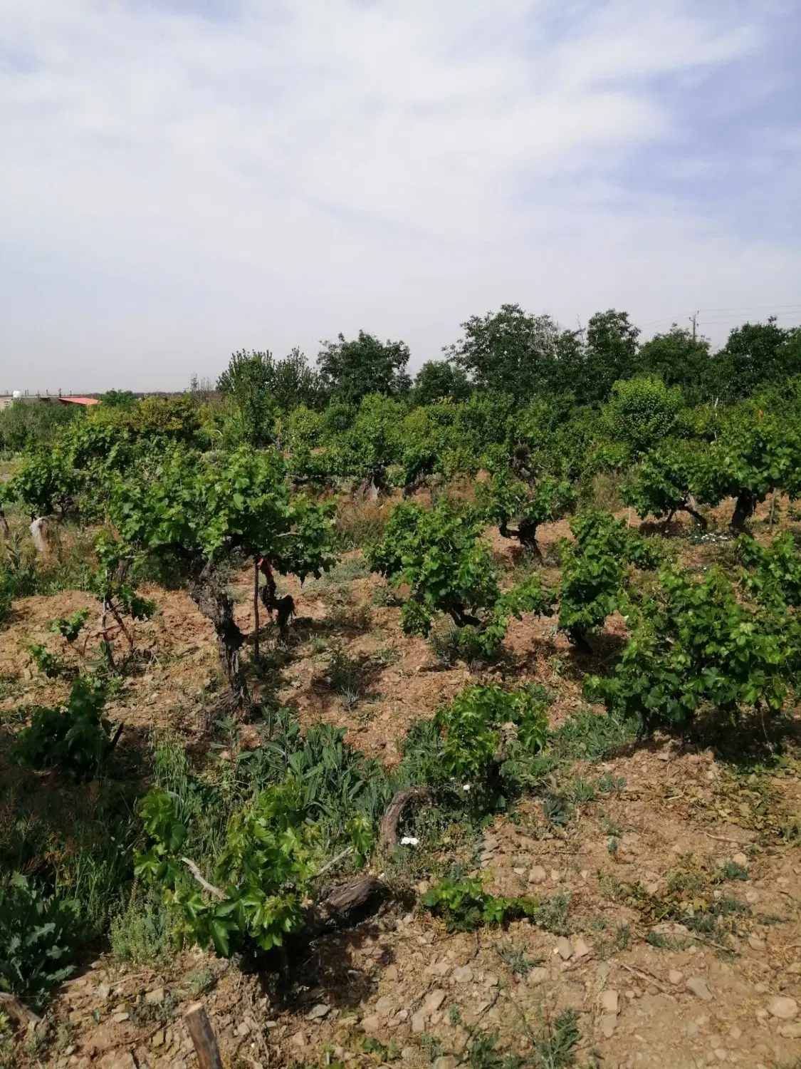باغ انگور ۱۴۰۰ متری سند دار