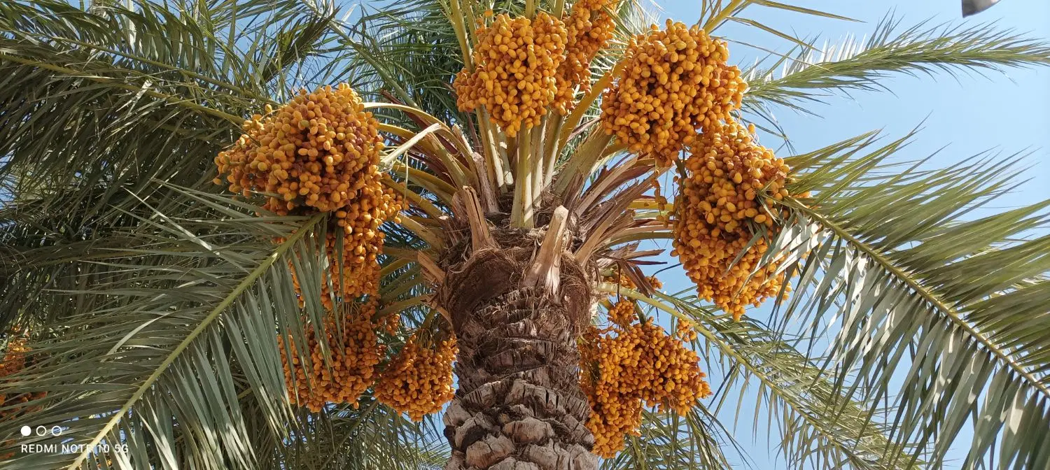 خانه اجاره ای روستای آقا برار شهرستان قصرشیرین